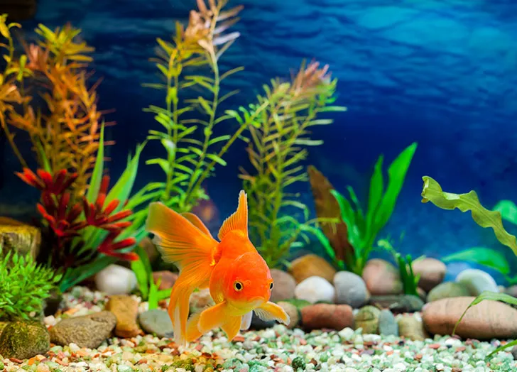 Why Choose Cute:dvql5n9v310= Fish for Your Aquarium?